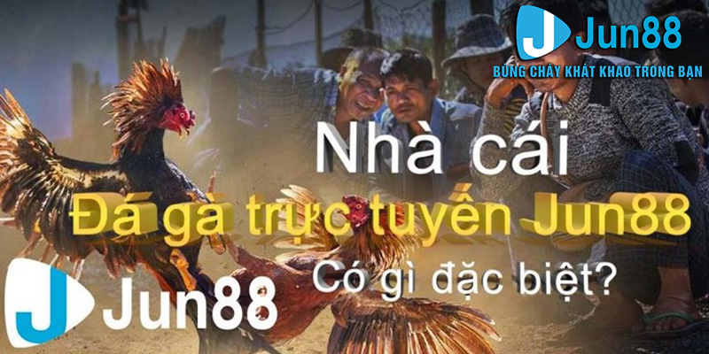 Đá gà Jun88, đắm chìm vào những trận đấu gay cấn và hấp dẫn!